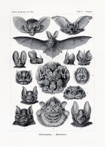 Chiroptera, 1899-1904 av German School